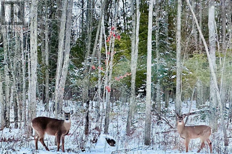 28578168/258-antler-court/mississippi-mills-ramsay-twp/mississippi-mills/ontario/K0A1A0_32