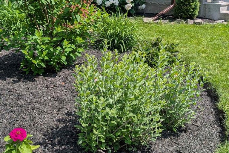 29599055/2105-bangor-street/elmvale-acresurbandale/ottawa/ontario/K1G2X6_3