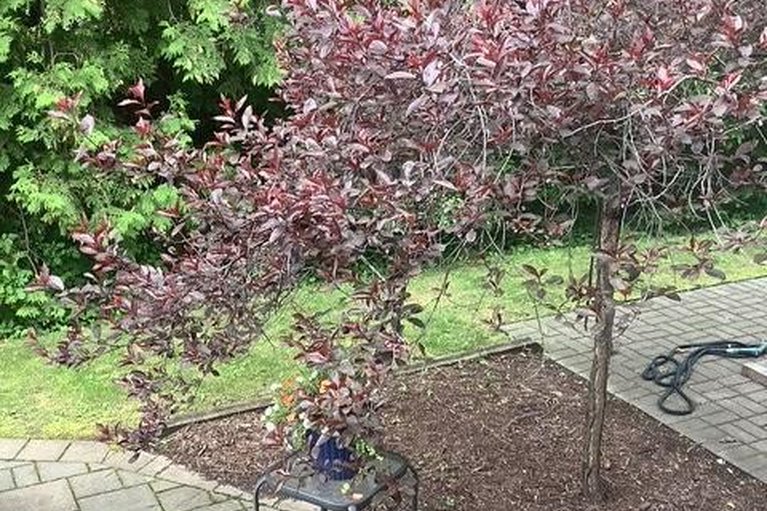 29360427/9-heather-glen-court/stittsville-central/ottawa/ontario/K2S1L3_41