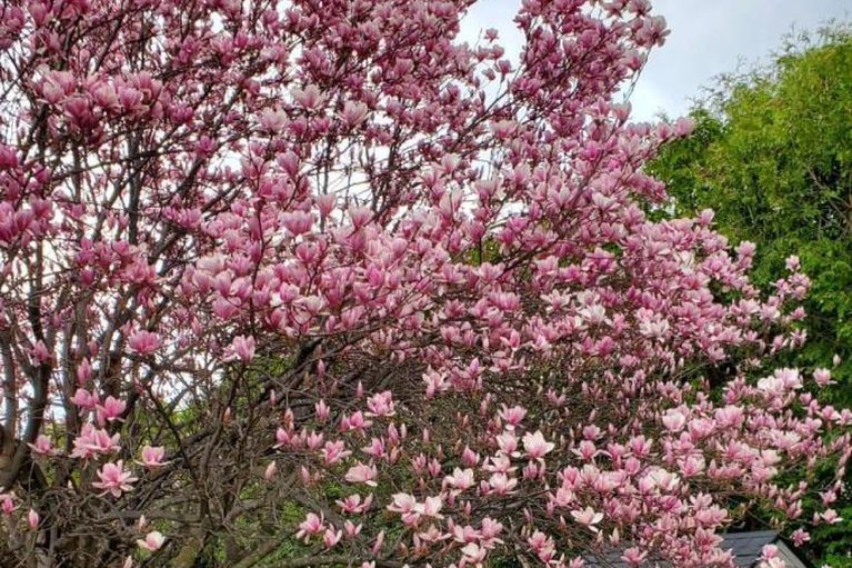 29097946/60-homestead-street/borden-farmstewart-farmcarleton-heightsparkwood-hills/ottawa/ontario/K2E7N6_25