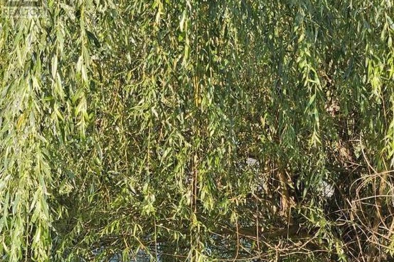 29436856/1576-garden-of-eden-road/horton-twp/horton/ontario/K7V3Z8_45