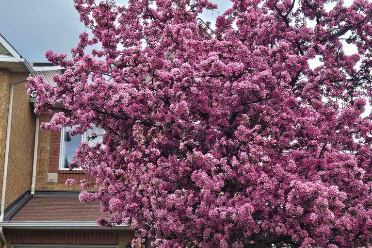 28807496/27-flowertree-crescent/emerald-meadowstrailwest/ottawa/ontario/K2M2R8_4