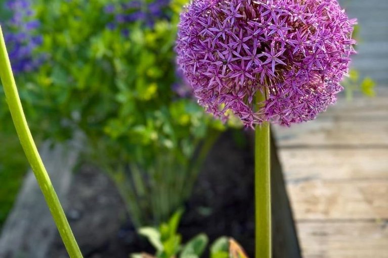 29613138/107-owen-street/lanark-highlands-lanark-village/lanark-highlands/ontario/K0G1K0_41