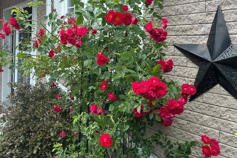 29254148/113-bank-street-n/renfrew/renfrew/ontario/K7V2E3_43