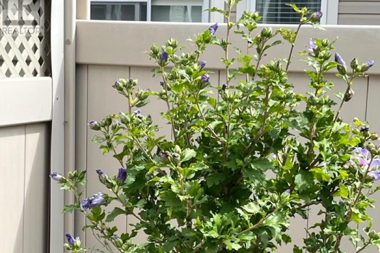 29443424/126-pinelock-street/emerald-meadowstrailwest/ottawa/ontario/K2M0L5_48