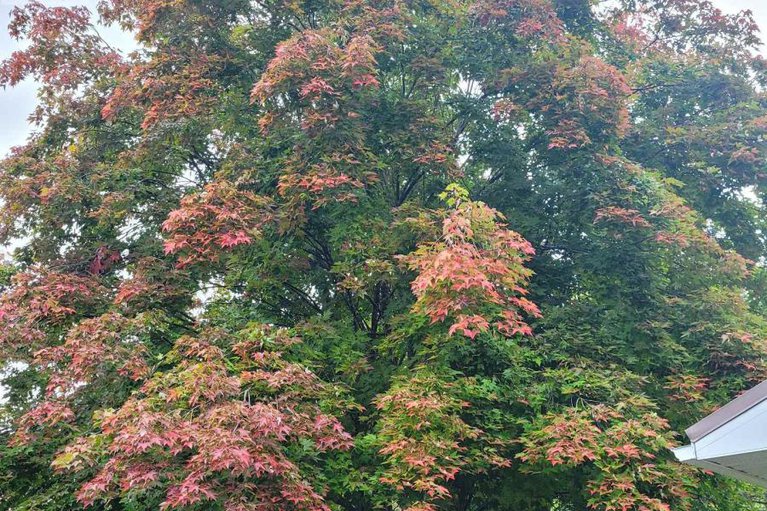 29204242/2515-gravelle-crescent/blackburn-hamlet/ottawa/ontario/K1B3A4_36