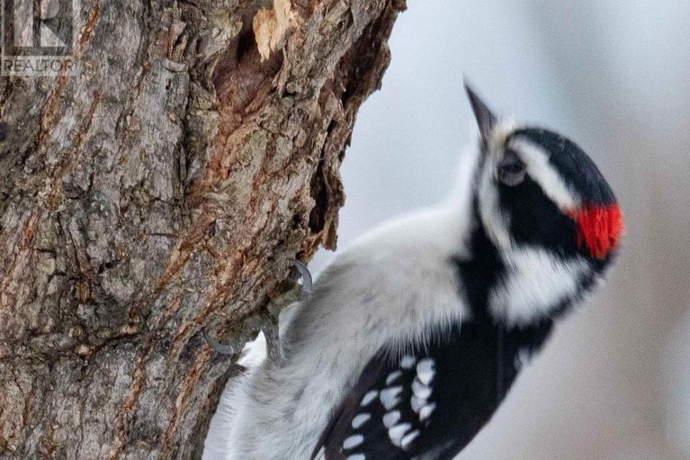 29465872/1236-bayview-drive/constance-bay/ottawa/ontario/K0A3M0_37