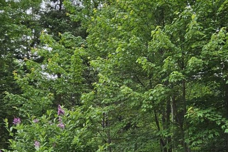 29436856/1576-garden-of-eden-road/horton-twp/horton/ontario/K7V3Z8_42