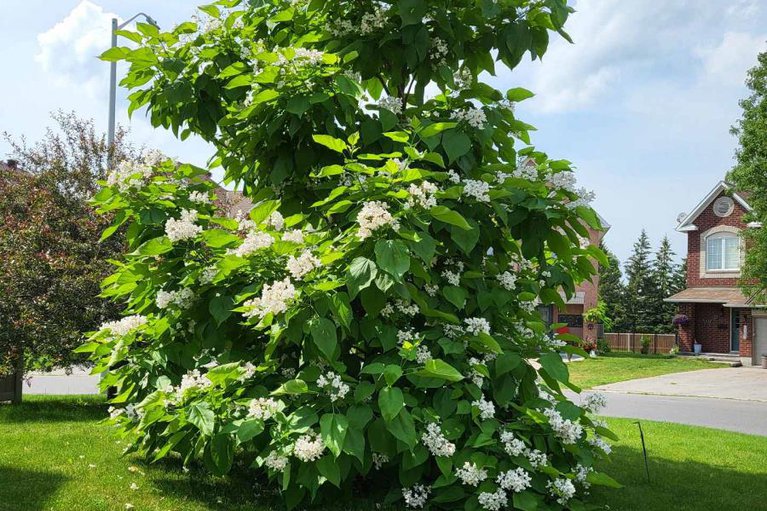 29446345/6355-sablewood-place/chapel-hill/ottawa/ontario/K1C7M3_91