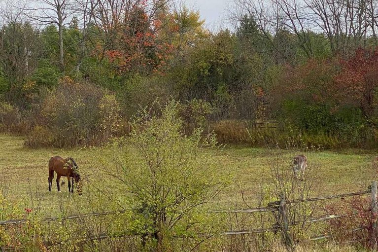 29026096/947-townline-road-n/north-grenville-twp-kemptville-east/north-grenville/ontario/K0G1J0_32