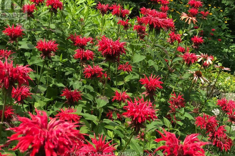 29591546/4637-northwoods-drive/constance-bay/ottawa/ontario/K0A3M0_47