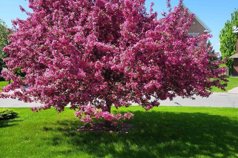 29446345/6355-sablewood-place/chapel-hill/ottawa/ontario/K1C7M3_94