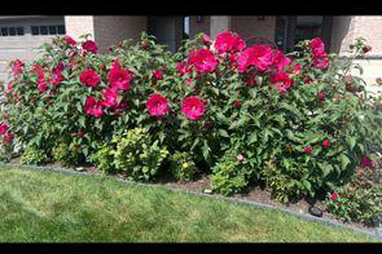28990497/229-purchase-crescent/stittsville-south/ottawa/ontario/K2S2L7_29