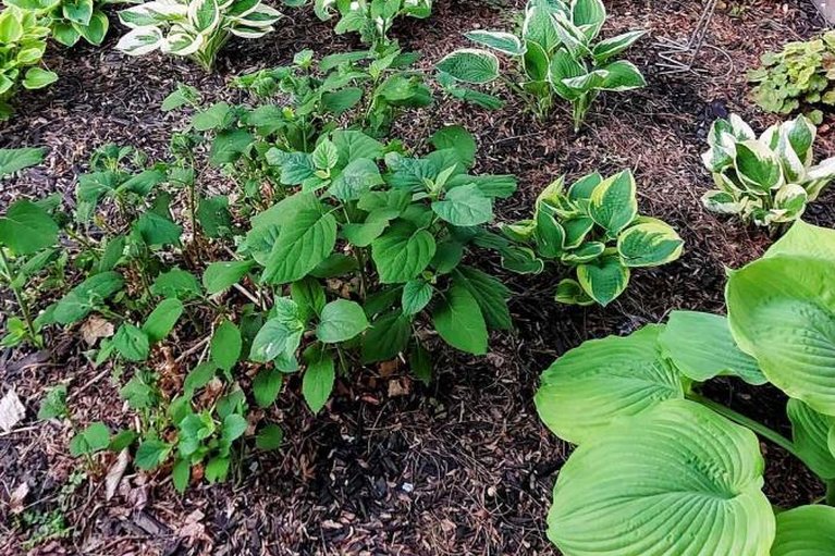 29610474/177-redpath-drive/barrhaven-east/ottawa/ontario/K2G6K5_24