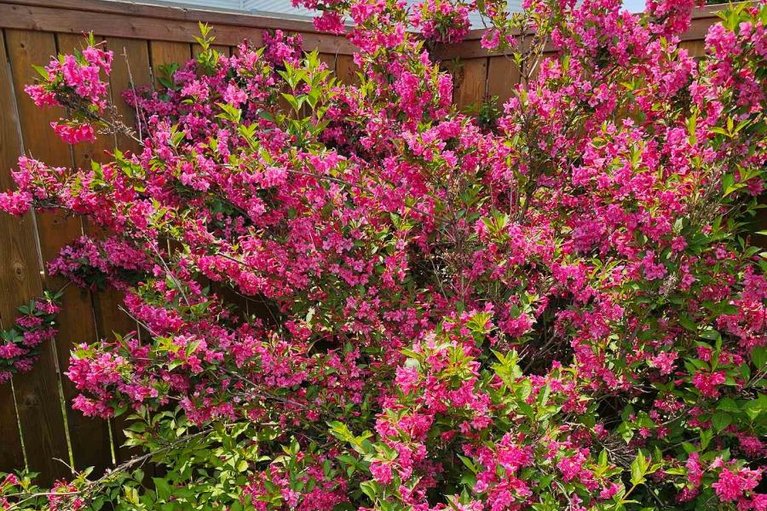 29493272/182-elk-street/renfrew/renfrew/ontario/K7V1A0_29