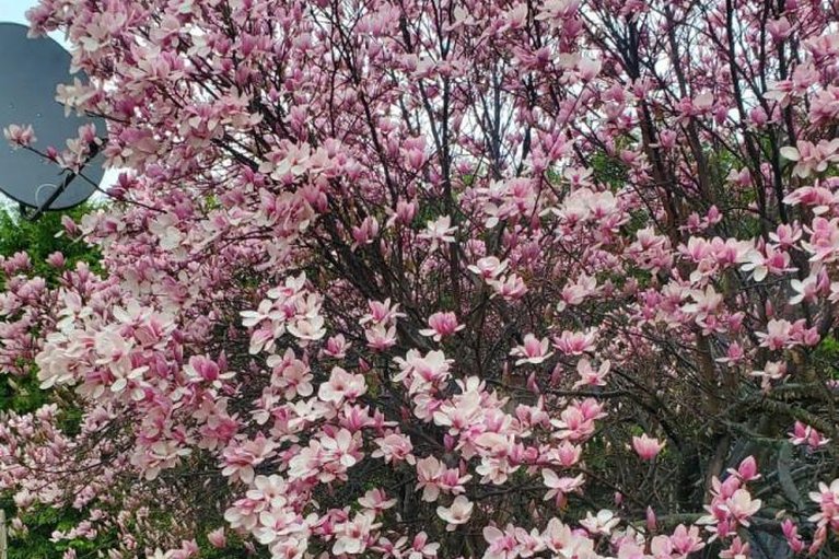 29097946/60-homestead-street/borden-farmstewart-farmcarleton-heightsparkwood-hills/ottawa/ontario/K2E7N6_24