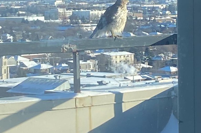 29361379/ph4-158a-mcarthur-avenue/vanier/ottawa/ontario/K1L7E7_47