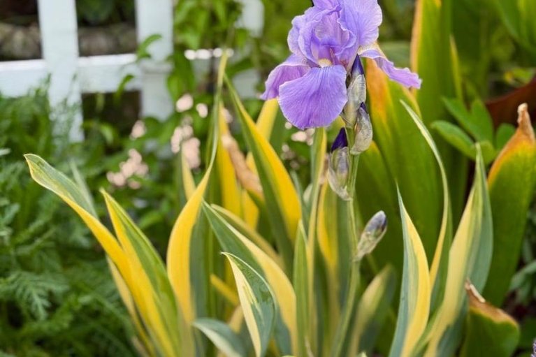 29613138/107-owen-street/lanark-highlands-lanark-village/lanark-highlands/ontario/K0G1K0_40