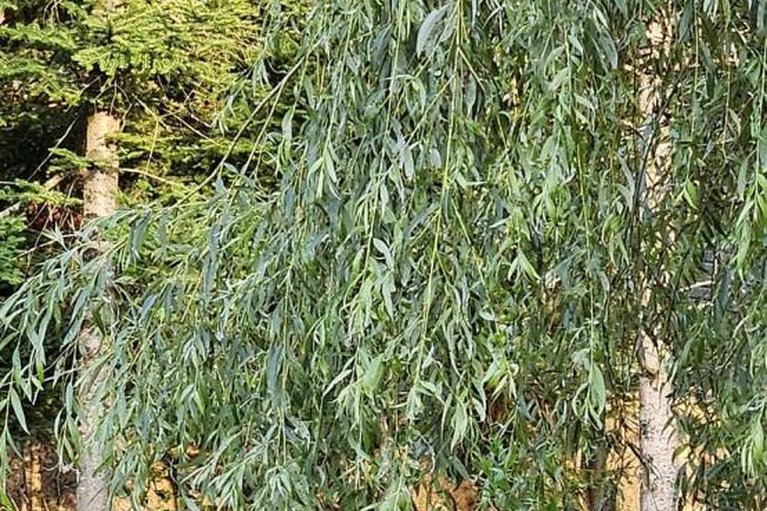 29436856/1576-garden-of-eden-road/horton-twp/horton/ontario/K7V3Z8_46