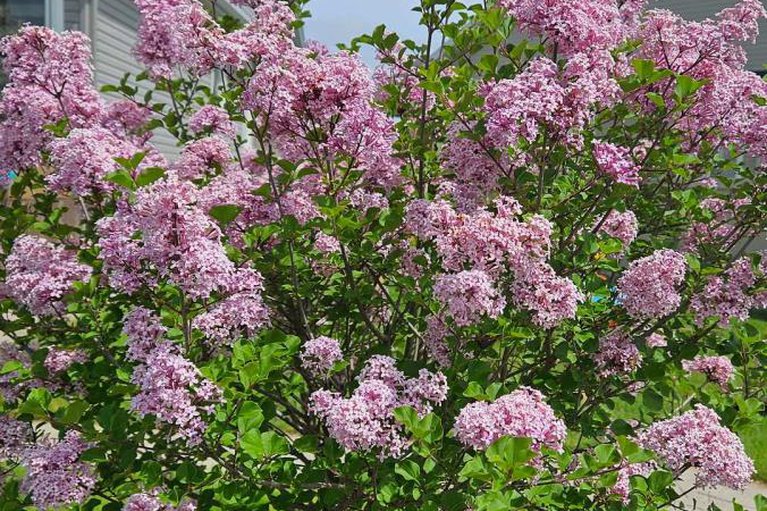 29367758/248-maygrass-way/remainder-of-stittsville-area/ottawa/ontario/K2S2K9_43