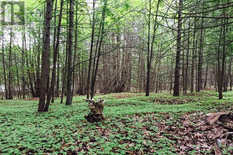 29591546/4637-northwoods-drive/constance-bay/ottawa/ontario/K0A3M0_46