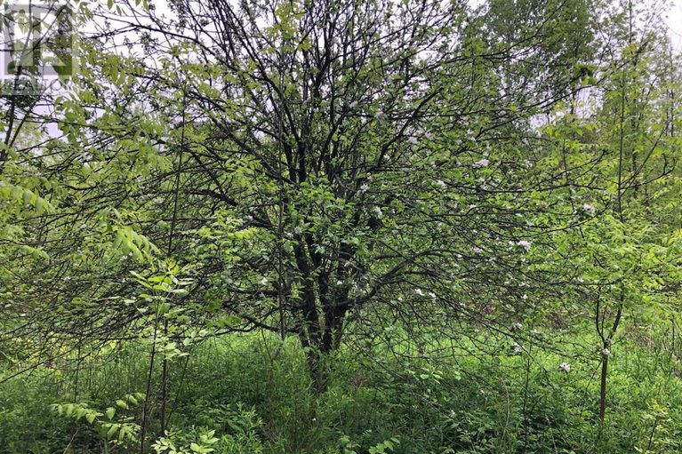 28628648/2512-county-road-30-road-w/north-glengarry-kenyon-twp/north-glengarry/ontario/K0C1A0_27