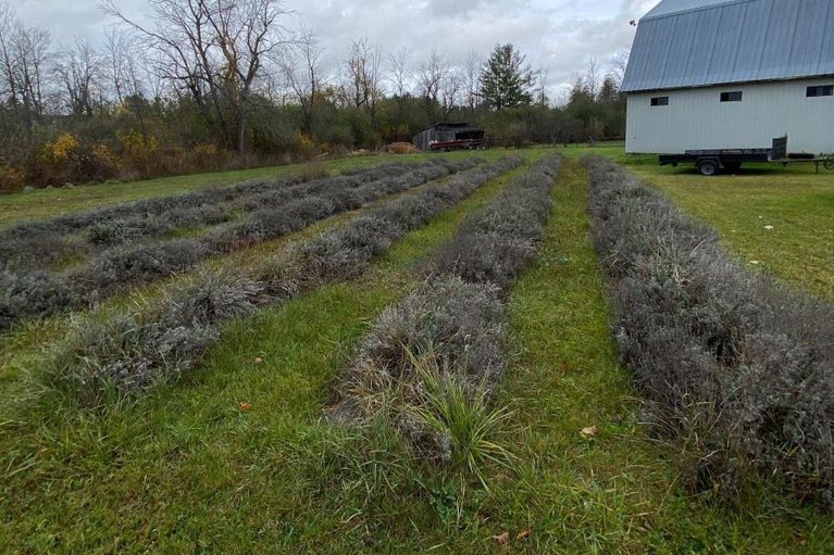 29026096/947-townline-road-n/north-grenville-twp-kemptville-east/north-grenville/ontario/K0G1J0_29