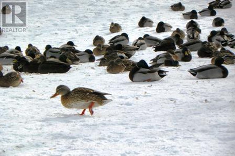 29223889/5-522-riverdale-avenue/old-ottawa-south/ottawa/ontario/K1S1S5_29