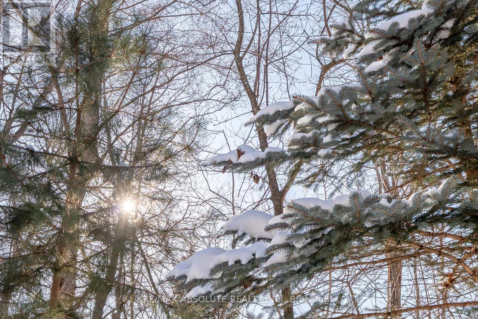 31 Marsh Sparrow Private